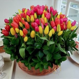 Celebración Viva tulipanes