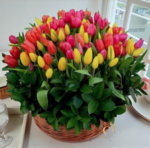 Celebración Viva tulipanes